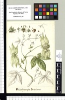Dalechampia Scandens. Original drawing from Sessé & Mociño's Expedition (1787-1803)