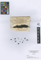 Berberis sp. L.; Fruits and seeds.