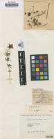 Isotype of Linaria anticaria Boiss. & Reuter [family SCROPHULARIACEAE]