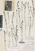 Isotype of Euphrasia nervata Sennen [family SCROPHULARIACEAE]