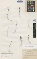 Isotype of Euphrasia nigra Sennen [family SCROPHULARIACEAE]