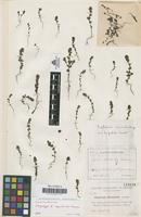 Isotype of Euphrasia cousturieri Sennen [family SCROPHULARIACEAE]