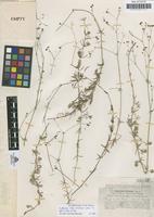 Type of Asperula eulaliae Sennen [family RUBIACEAE]