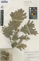 Lectotype of Quercus pyrenaica Willd. var. expansa Vicioso [family FAGACEAE]