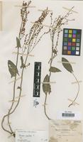 Type of Rumex ceretanicus Sennen [family POLYGONACEAE]