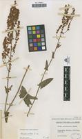 Type of Rumex ceretanicus Sennen [family POLYGONACEAE]