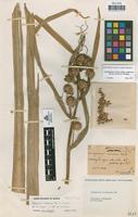 Holotype of Sparganium viciosorum Pau & Vicioso [family SPARGANIACEAE]
