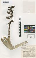 Holotype of Guzmania testudinis Smith,L. B. & Read,W. [family BROMELIACEAE]