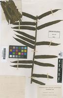Type of Clementea palmiformis Cav. [family MARATTIACEAE]