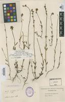 Lectotype of Antirrhinum micranthum Cav. [family SCROPHULARIACEAE]
