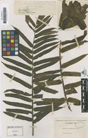 Type of Clementea palmiformis Cav [family MARATTIACEAE]