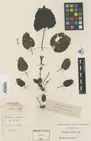 Type of Dichroma coccinea Cav. [family SCROPHULARIACEAE]