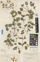 Type of Ruellia ocymoides Cav. [family ACANTHACEAE]