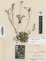 Lectotype of Saxifraga paniculata Cav. [family SAXIFRAGACEAE]