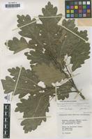 Syntype of Quercus petraea (Matt.) Liebl. f. emarginata Vicioso [family FAGACEAE]