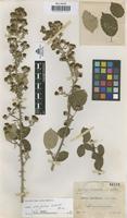 Lectotype of Rubus castellanus Sennen et El�as [family ROSACEAE]