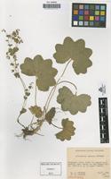 Holotype of Alchemilla lunaria Fr�hner [family ROSACEAE]