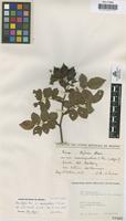 Lectotype of Rosa stylosa Desv. var. monsignatica Vicioso [family ROSACEAE]