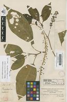 Filed as Phytolacca rivinioides Kunth & Bouche [family PHYTOLACCACEAE]