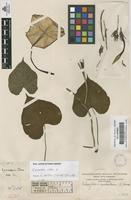 Filed as Ipomoea alba L. [family CONVOLVULACEAE]