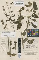 Original material of Stachys coccinea Jacq. [family LABIATAE]