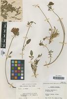 Lectotype of Anthyllis vulneraria L. var. dichroma Sennen & Pau [family LEGUMINOSAE-PAPILIONOIDEAE]