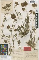 Lectotype of Anthyllis vulneraria L. var. dichroma Sennen & Pau [family LEGUMINOSAE-PAPILIONOIDEAE]