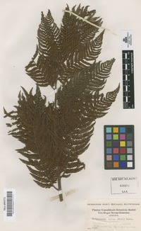 Original material of Alsophila quadripinnata (J.F. Gmel.) C. Chr. [family CYATHEACEAE]