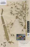 Original material of Avena sativa L. [family GRAMINEAE]