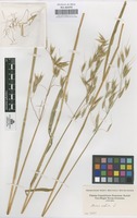 Original material of Avena sativa L. [family GRAMINEAE]