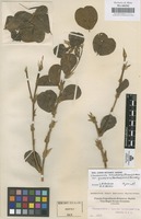 Original material of Chamaecrista rotundifolia (Pers.) Greene var. grandiflora (Benth.) Irwin & Barneby [family LEGUMINOSAE-CAESALPINIOIDEAE]