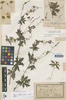 Lectotype of Geranium benedictoi Pau [family GERANIACEAE]