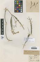 Type of Linum barrasii Pau,C. [family LINACEAE]