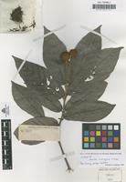 Syntype of Nauclea cumingiana S.Vidal [family RUBIACEAE]