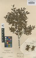 Original material of Nothofagus dombeyi (Mirb.) Oerst. [family FAGACEAE]