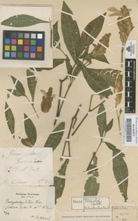 Original material of Pachystachys lutea Nees [family ACANTHACEAE]