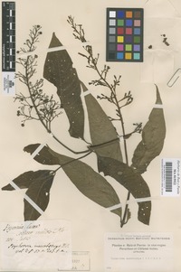 Original material of Palicourea macrobotrys (Ruiz & Pav.) DC. [family RUBIACEAE]