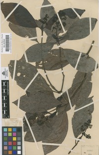 Original material of Psychotria alba Ruiz & Pav. [family RUBIACEAE]