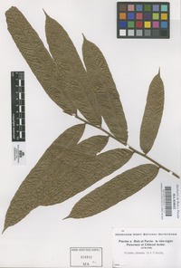 Original material of Talisia pinnata (Ruiz & Pav.) Radlk. [family SAPINDACEAE]