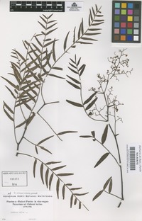 Original material of Schinus molle L. [family ANACARDIACEAE]