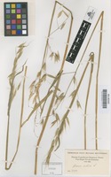 Original material of Avena sativa L. [family GRAMINEAE]