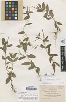 Isotype of Epilobium costeanum Sennen [family ONAGRACEAE]