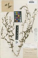 Syntype of Epilobium augustinii Sennen [family ONAGRACEAE]