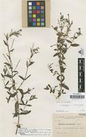 Syntype of Epilobium agustinii Sennen [family ONAGRACEAE]