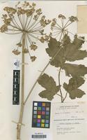 Type of Heracleum ceretanum Sennen [family UMBELLIFERAE]