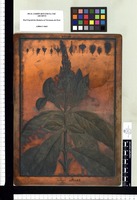 Abatia rugosa. Copperplate from the Flora Peruviana et Chilensis publication (1792-1822)