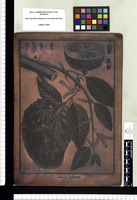 Annona tripetala. Copperplate from the Flora Peruviana et Chilensis publication (1792-1822)