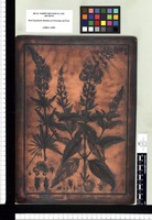 Alonsoa linearis, Alonsoa acutifolia. Copperplate from the Flora Peruviana et Chilensis publication (1792-1822)