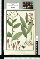 Canna paniculata, Amomum racemosum / Ysidro de Galvez, Franciscus Suria Sc. Original drawing from Ruiz & Pavón Expedition (1777-1816)