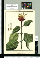 Sanchezia ovata / Galvez. Original drawing from Ruiz & Pavón's Expedition (1777-1816)